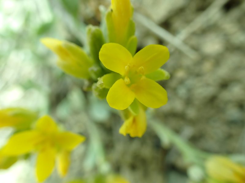 Physaria alpestris, photographed by James H. Thomas