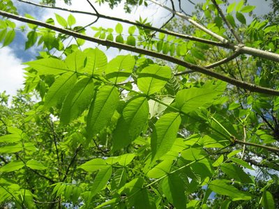 Fraxinus nigra, photographed by rboles