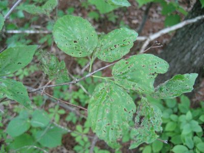 Viburnum rafinesqueanum, photographed by rboles