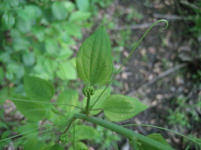 Smilax herbacea, photographed by rboles