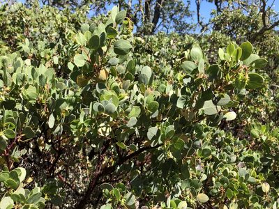 Arctostaphylos glauca, photographed by Nicholas Wei