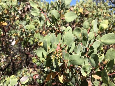 Arctostaphylos glauca, photographed by Nicholas Wei