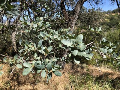 Quercus douglasii, photographed by Nicholas Wei
