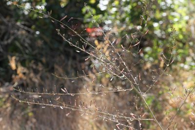 Chlorogalum pomeridianum, photographed by Nicholas Wei