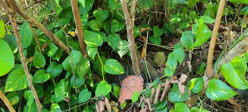 Epipremnum aureum, photographed by ritirene