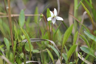 Viola lanceolata, photographed by Quinten Wiegersma