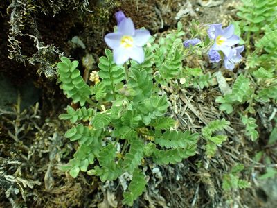 Polemonium pulcherrimum, photographed by James H. Thomas