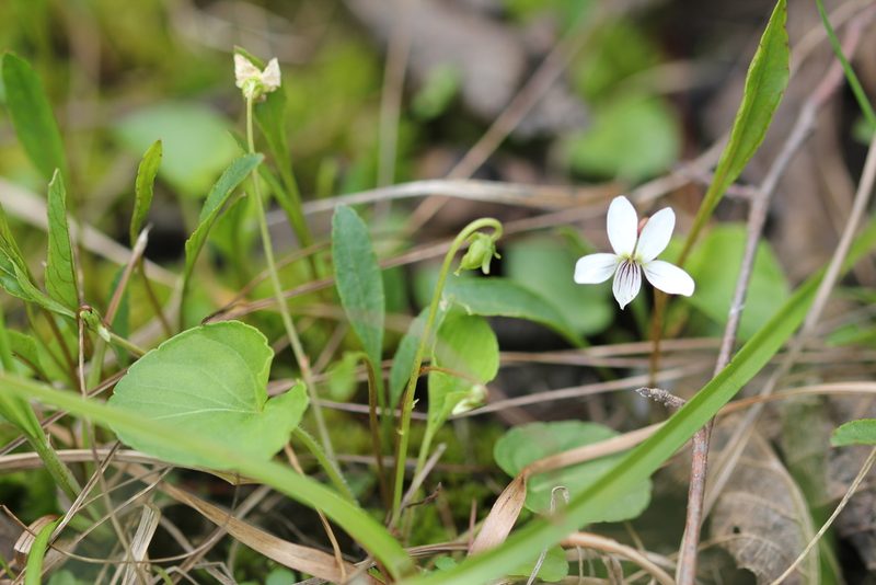 Viola macloskeyi, photographed by Quinten Wiegersma