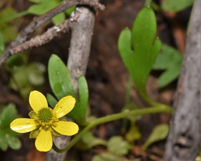 Ranunculus glaberrimus, photographed by Braden J. Judson
