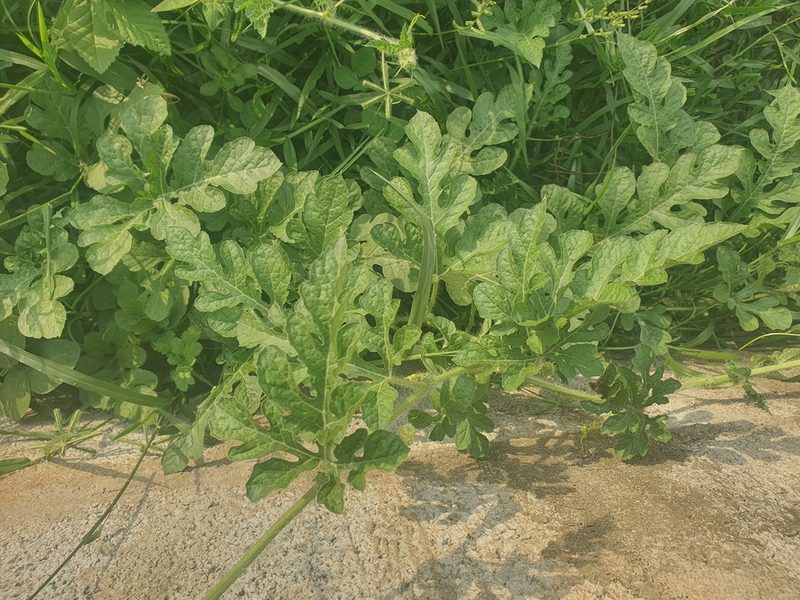 Citrullus lanatus, photographed by Agnes