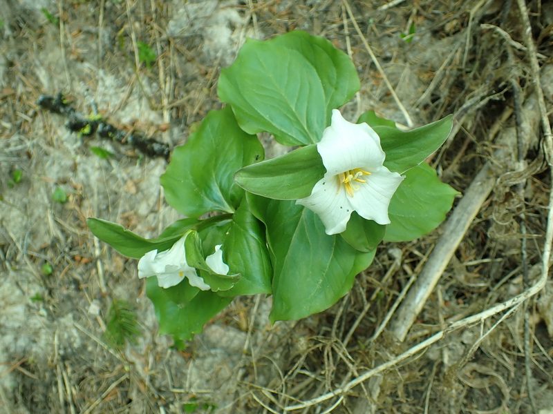 Trillium crassifolium, photographed by James H. Thomas