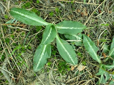 Goodyera oblongifolia, photographed by James H. Thomas