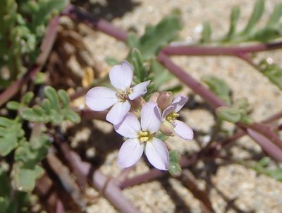 Cakile maritima, photographed by P Holroyd