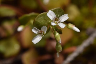 Claytonia rubra, photographed by Braden J. Judson