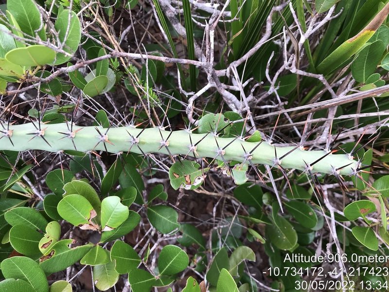 Cereus albicaulis, photographed by vitordematos12