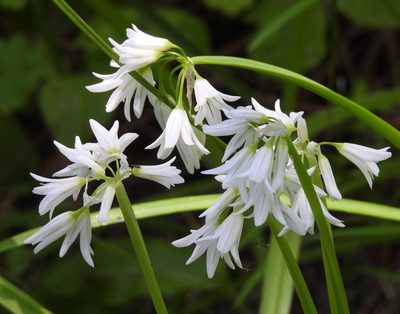 Allium triquetrum