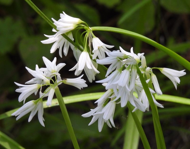 Allium triquetrum, photographed by P Holroyd