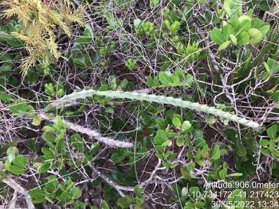 Cereus albicaulis, photographed by vitordematos12