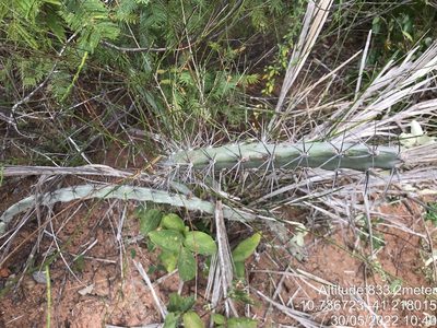 Cereus albicaulis, photographed by vitordematos12