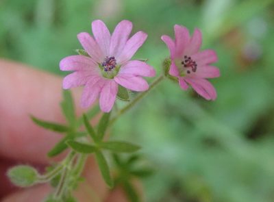 Geranium molle, photographed by P Holroyd