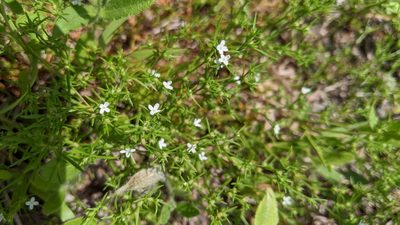 Polypremum procumbens, photographed by Megan Kossa