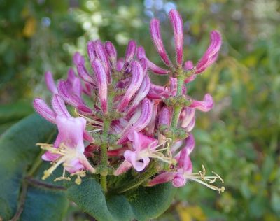 Lonicera hispidula, photographed by P Holroyd