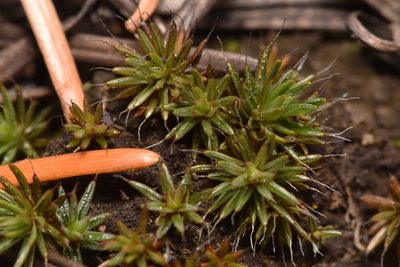 Polytrichum piliferum, photographed by Braden J. Judson
