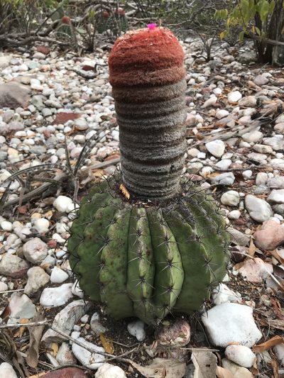 Melocactus zehntneri, photographed by vitordematos12