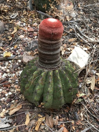 Melocactus zehntneri, photographed by vitordematos12