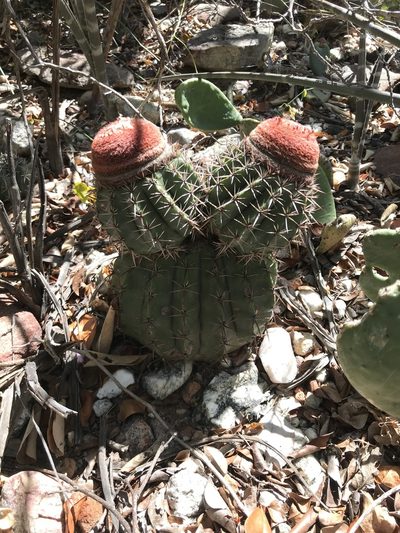 Melocactus zehntneri, photographed by vitordematos12