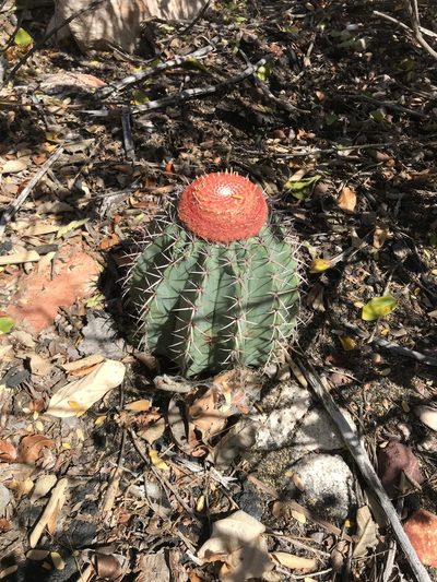 Melocactus zehntneri, photographed by vitordematos12