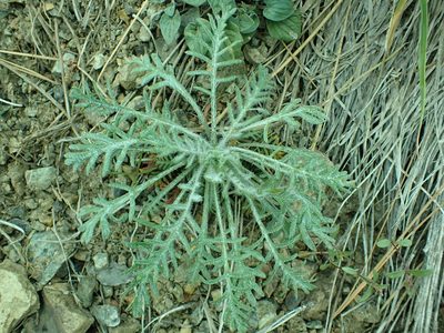 Ipomopsis aggregata, photographed by James H. Thomas