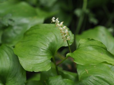 Maianthemum dilatatum, photographed by Peter Abrahamsen