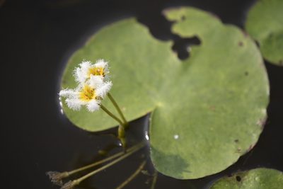 Nymphoides indica, photographed by Kristof Zyskowski