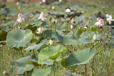 Nelumbo nucifera, photographed by Kristof Zyskowski