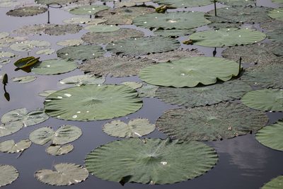 Nelumbo nucifera, photographed by Kristof Zyskowski