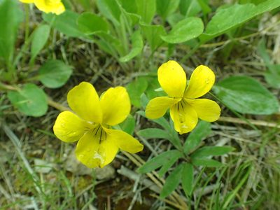 Viola praemorsa, photographed by James H. Thomas
