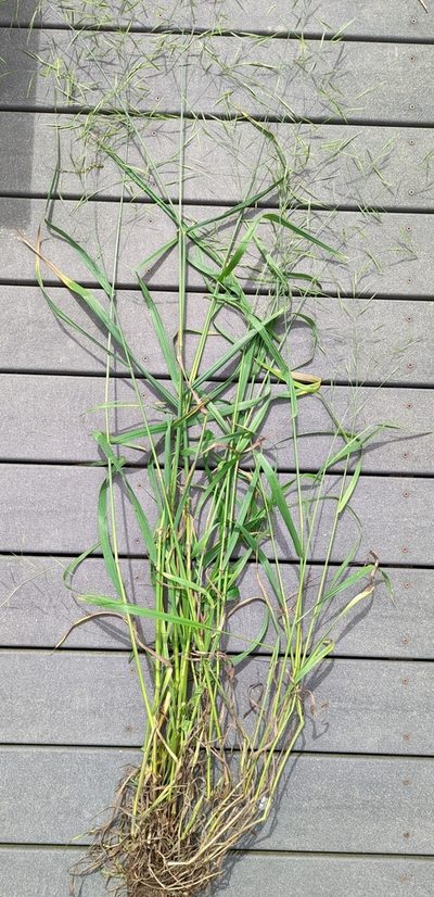 Bromus sitchensis, photographed by John A Haskins