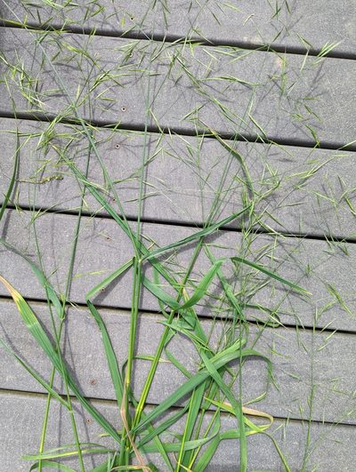 Bromus sitchensis, photographed by John A Haskins