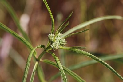 Asclepias fascicularis