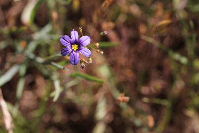 Sisyrinchium bellum, photographed by Nicholas Wei