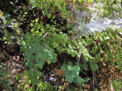 Adiantum jordanii, photographed by Nicholas Wei