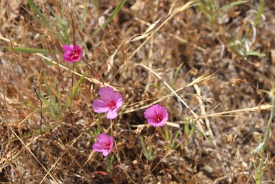 Clarkia rubicunda, photographed by Nicholas Wei