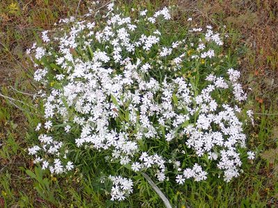 Phlox speciosa, photographed by James H. Thomas