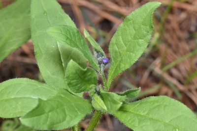 Asperugo procumbens, photographed by Braden J. Judson