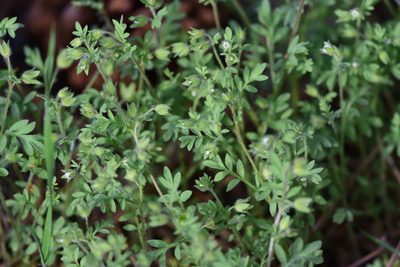 Polemonium micranthum, photographed by Braden J. Judson