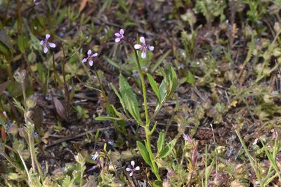 Chorispora tenella, photographed by Braden J. Judson