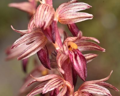 Corallorhiza striata, photographed by Braden J. Judson