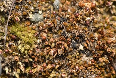 Tortula acaulon, photographed by Braden J. Judson