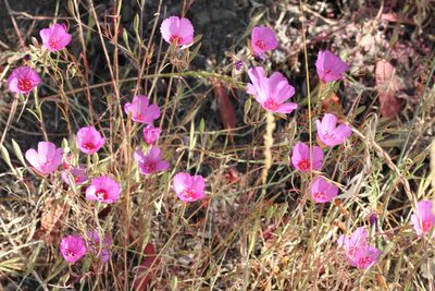 Clarkia rubicunda, photographed by Nicholas Wei